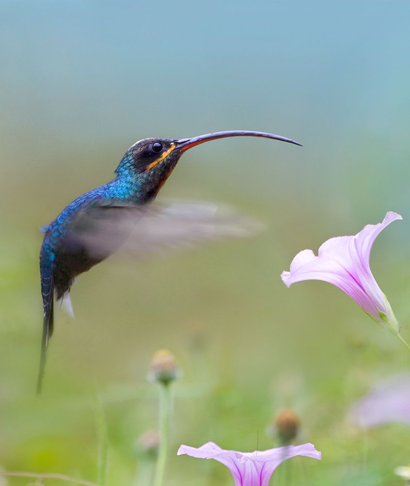 Green Hermit Hummingbird art print by Tim Fitzharris for $57.95 CAD