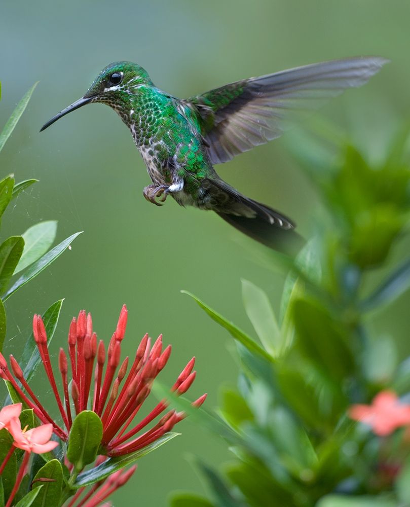 Green Crowned Brilliant Hummingbird art print by Tim Fitzharris for $57.95 CAD