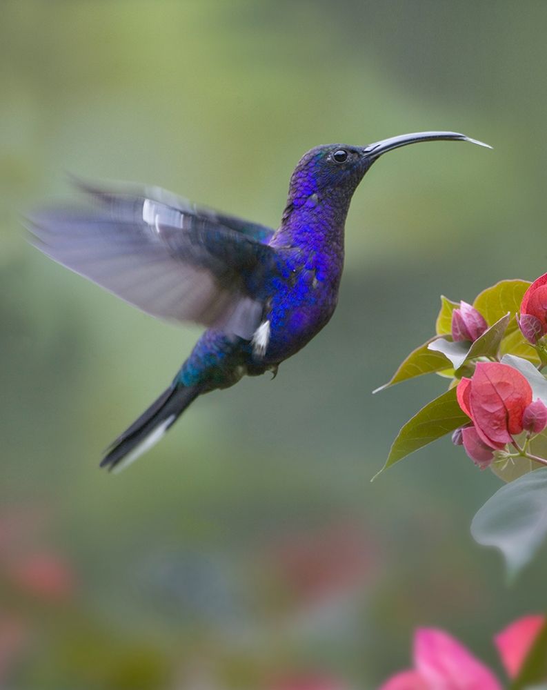 Violet Sabrewing Hummingbird art print by Tim Fitzharris for $57.95 CAD