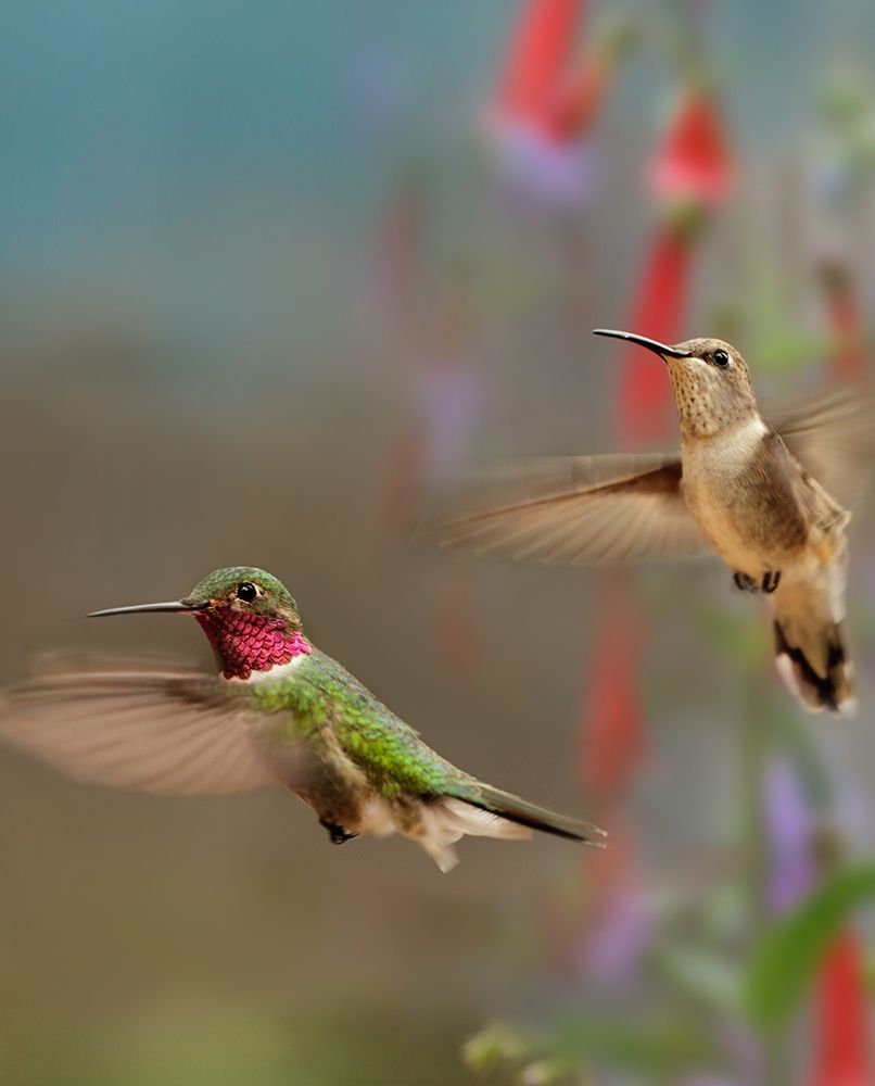 Broad Tailed Hummingbirds art print by Tim Fitzharris for $57.95 CAD