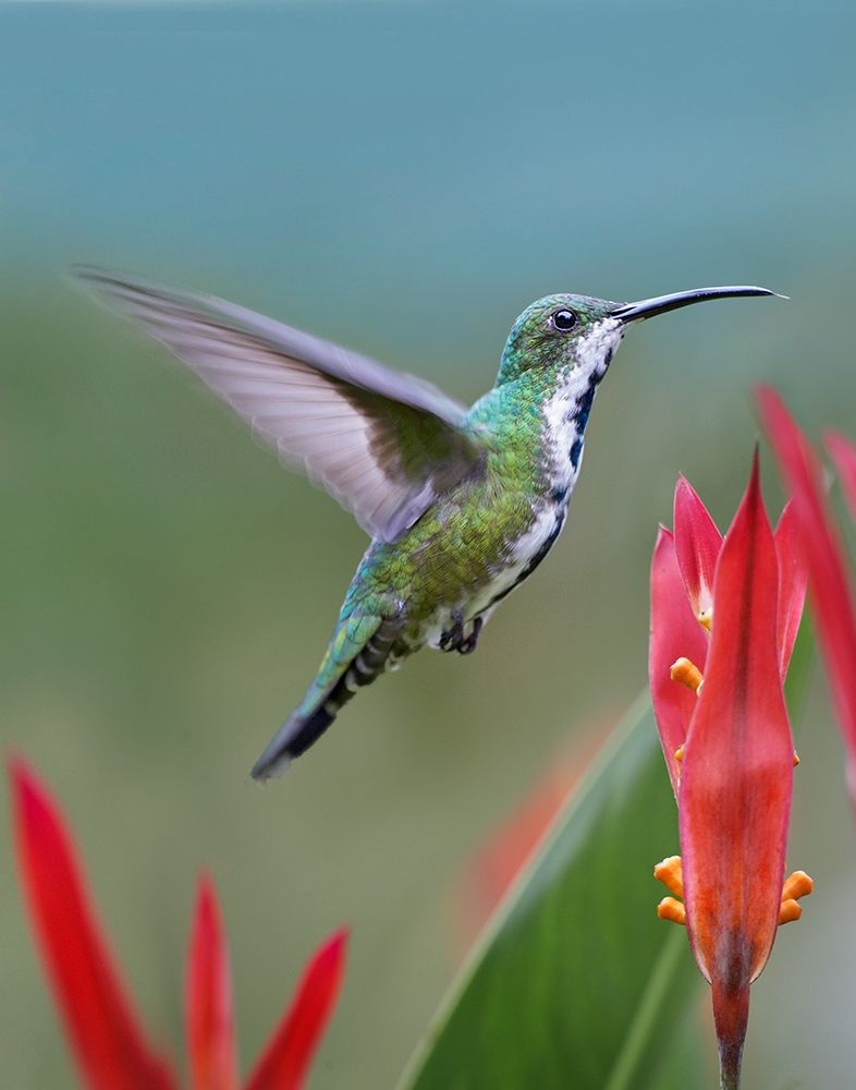 Green Breasted Mango Hummingbird art print by Tim Fitzharris for $57.95 CAD