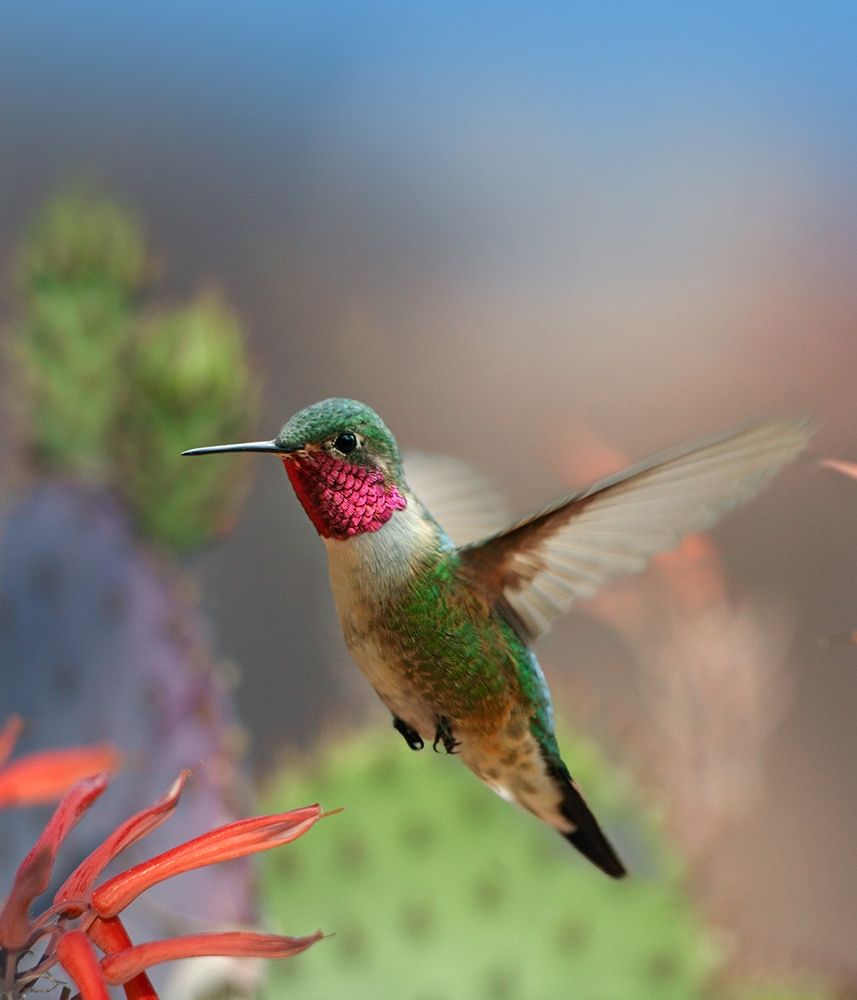Broad Tailed Hummingbird art print by Tim Fitzharris for $57.95 CAD
