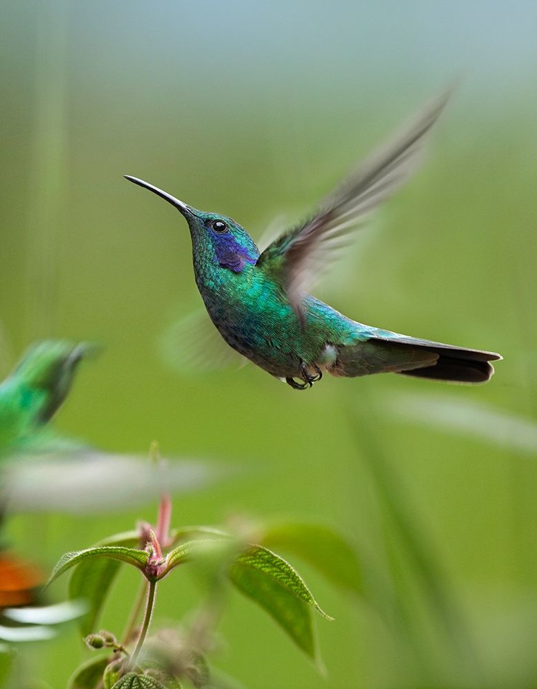 Green Violet Ear and Green Breasted Mango Hummingbirds art print by Tim Fitzharris for $57.95 CAD