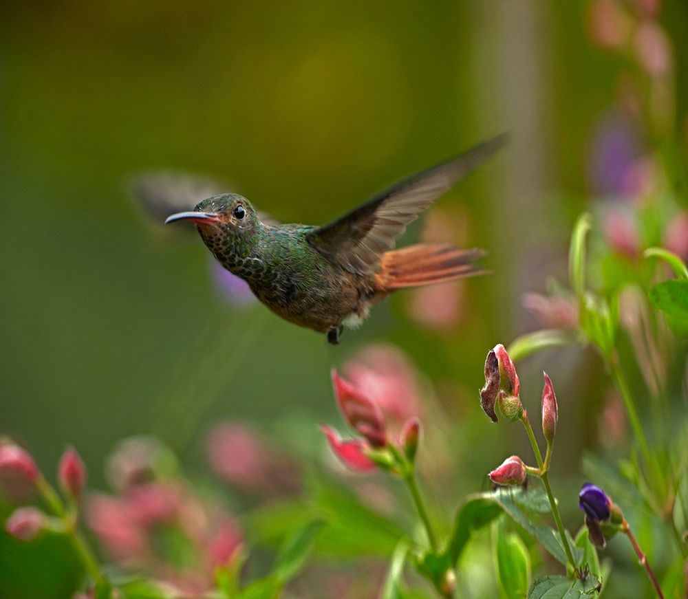 Rufous Tailed Hummingbird art print by Tim Fitzharris for $57.95 CAD