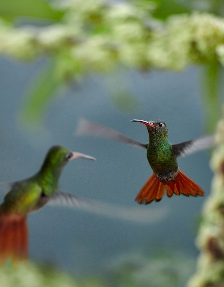 Rufous Tailed Hummingbird art print by Tim Fitzharris for $57.95 CAD