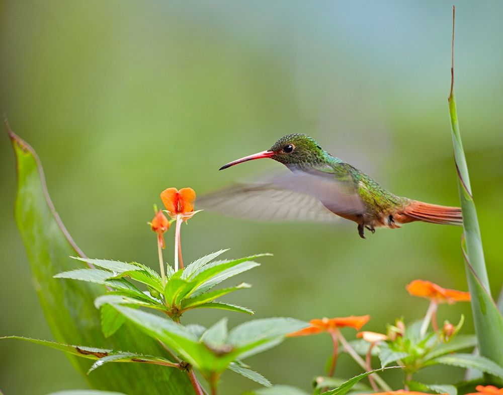 Rufous Tailed Hummingbird art print by Tim Fitzharris for $57.95 CAD