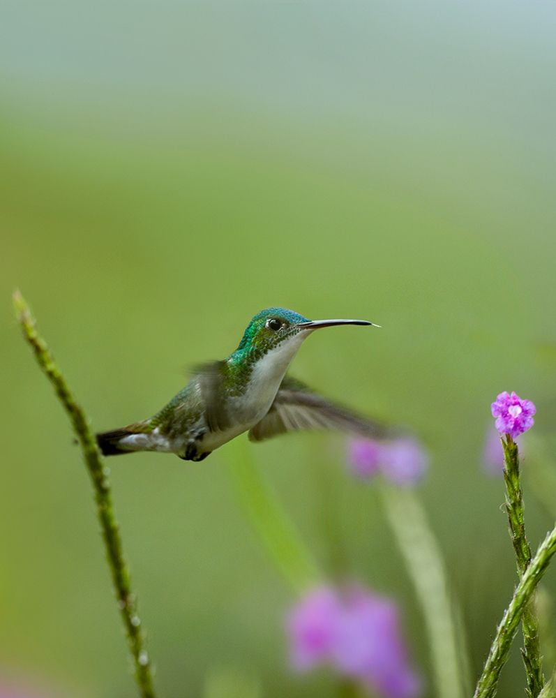Andean Emerald Hummingbird art print by Tim Fitzharris for $57.95 CAD
