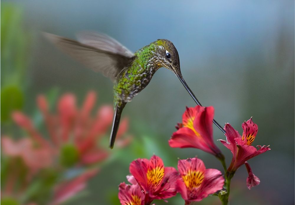Sword Billed Hummingbird art print by Tim Fitzharris for $57.95 CAD