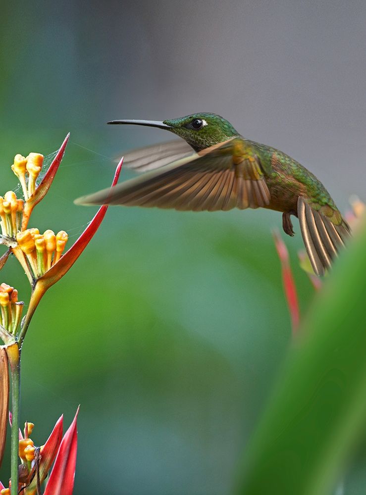 Fawn Breasted Brilliant Hummingbird art print by Tim Fitzharris for $57.95 CAD
