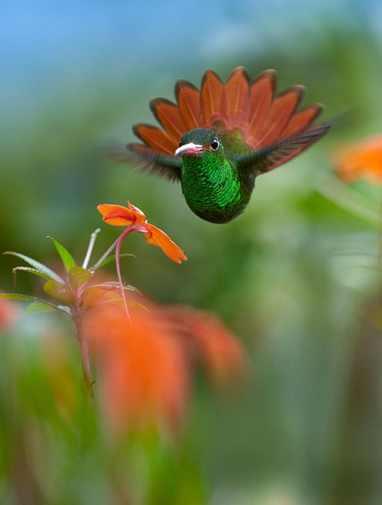 Rufous Tailed Hummingbird art print by Tim Fitzharris for $57.95 CAD