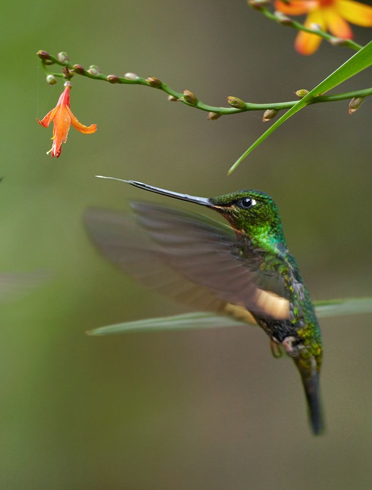 Buff Winged Starfrontlet Hummingbirds art print by Tim Fitzharris for $57.95 CAD