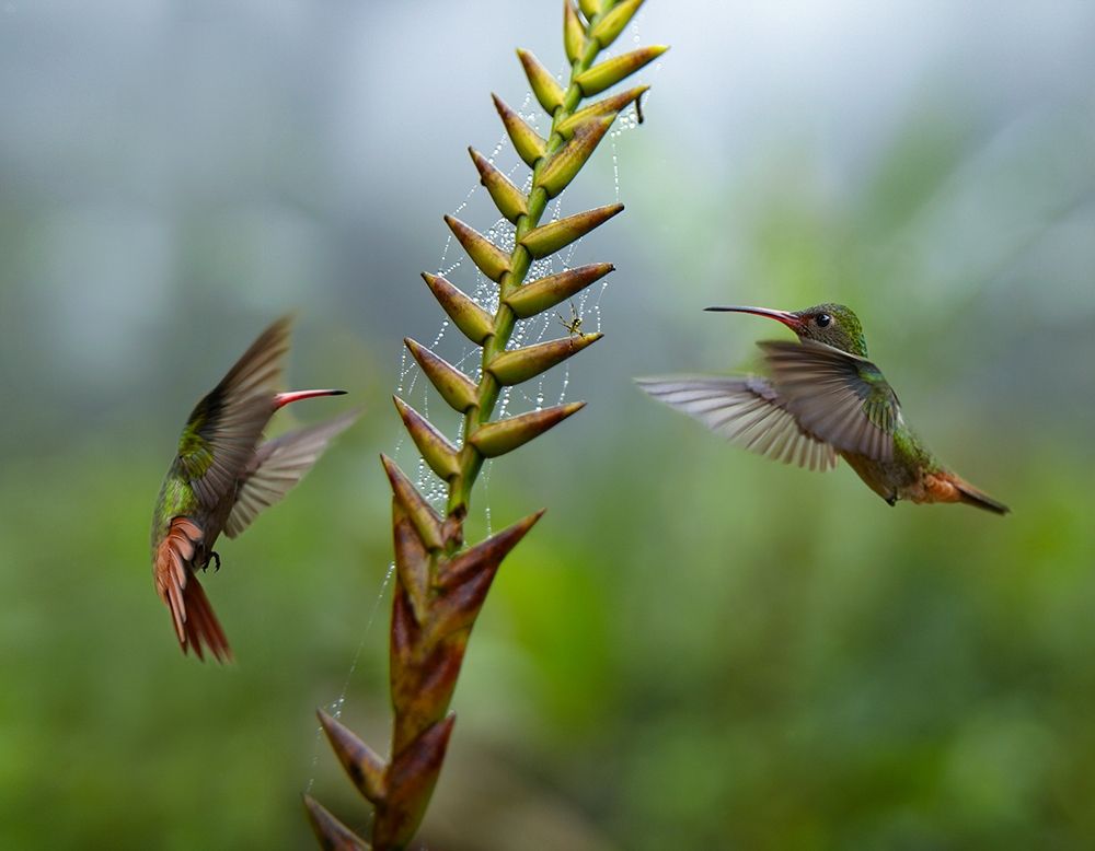 Rufous Tailed Hummingbirds art print by Tim Fitzharris for $57.95 CAD