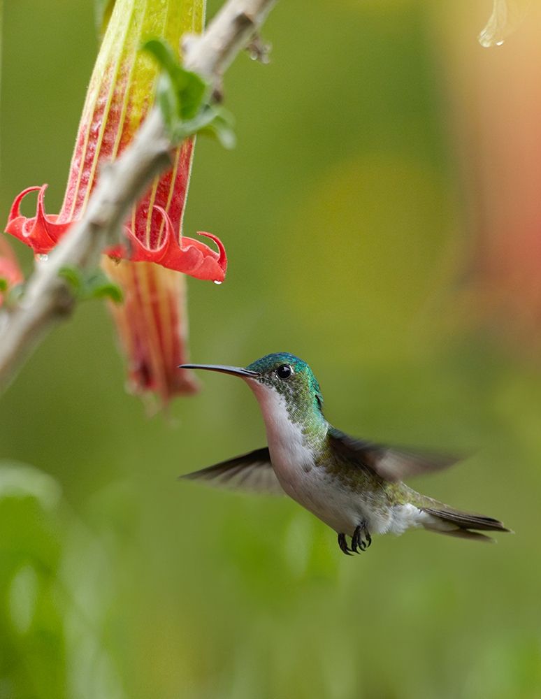 Andean Emerald Hummingbird art print by Tim Fitzharris for $57.95 CAD