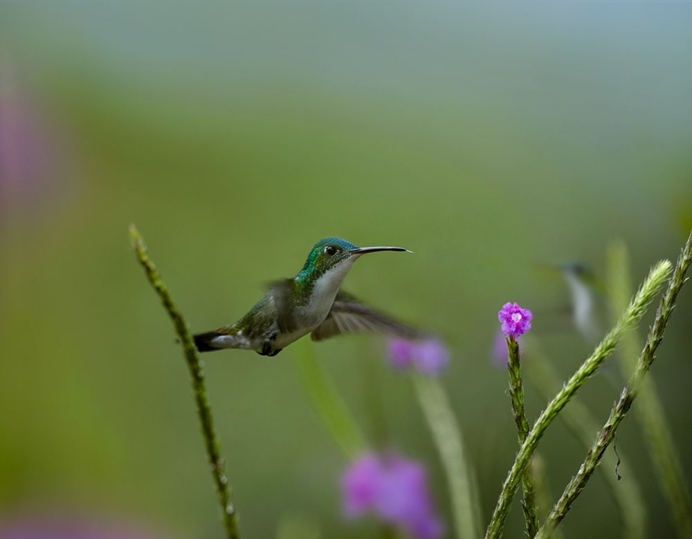 Andean Emerald Humming Bird art print by Tim Fitzharris for $57.95 CAD