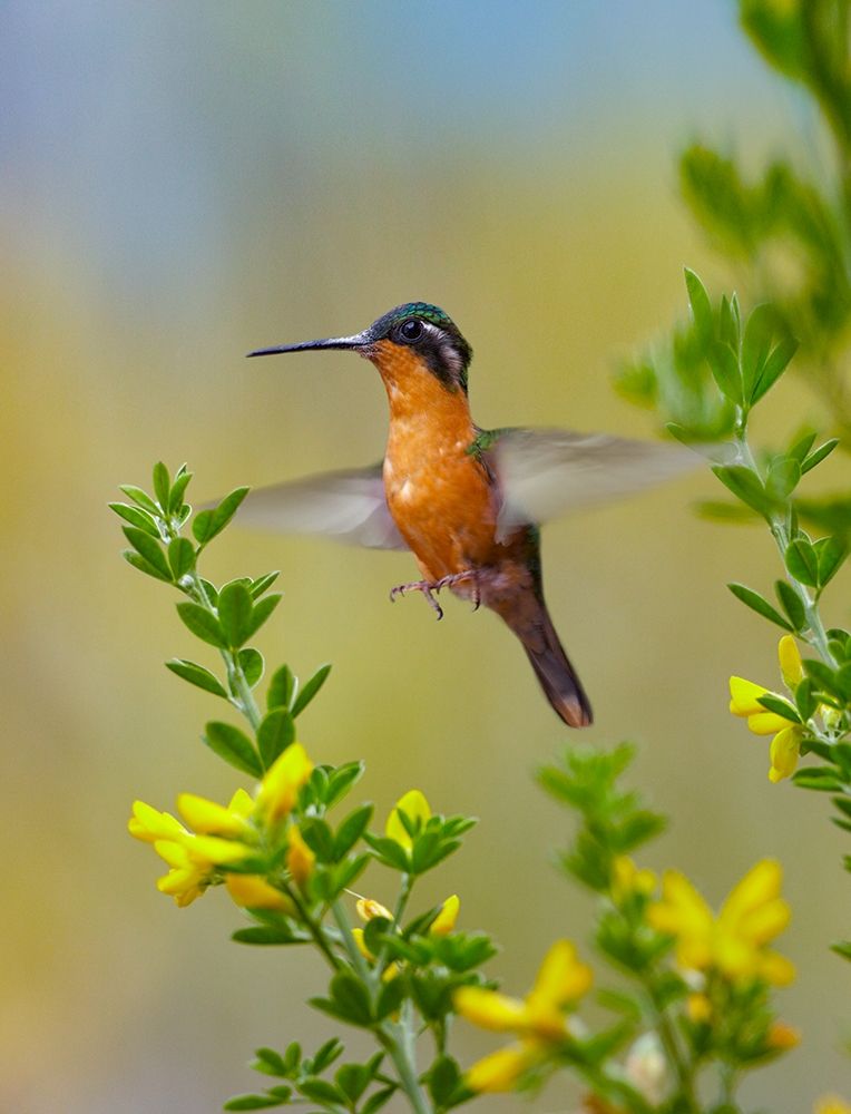 Gray Tailed Mountain Gem Hummingbird art print by Tim Fitzharris for $57.95 CAD