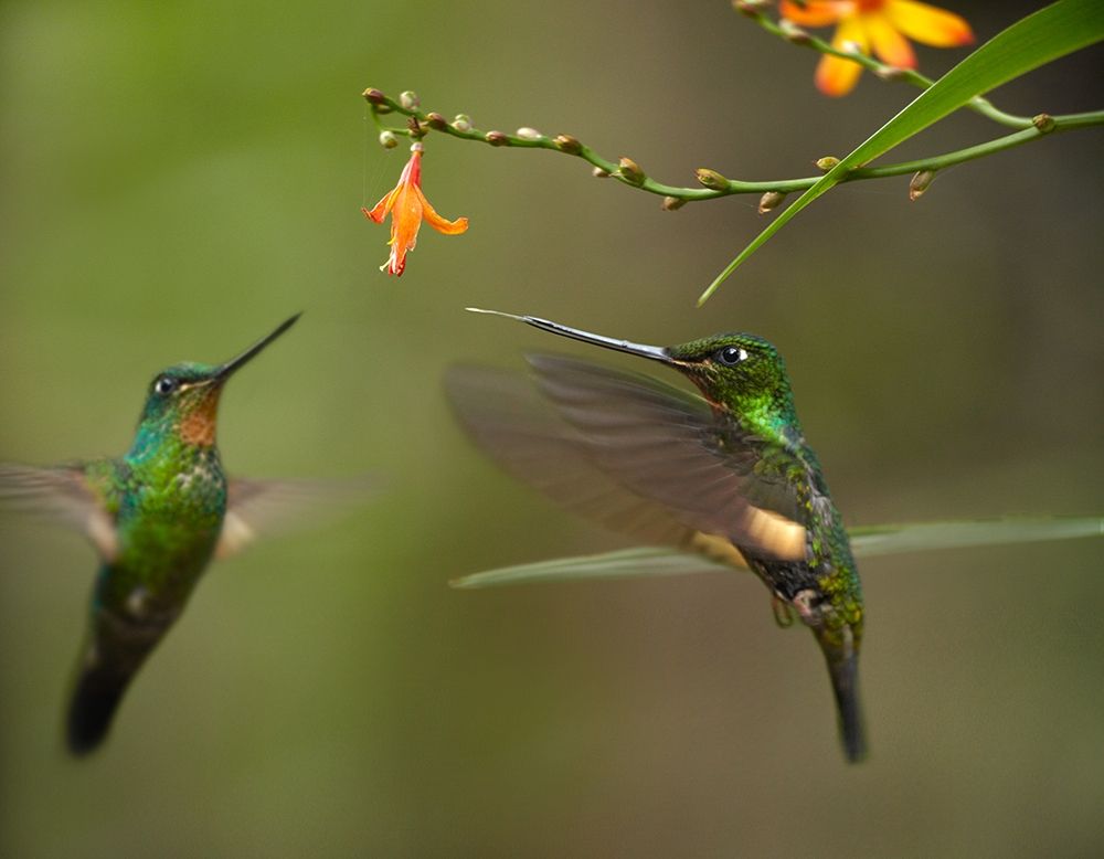 Buff Winged Starfrongtlet Hummingbirds art print by Tim Fitzharris for $57.95 CAD