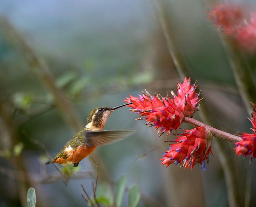 Purple Throated Woodstar Hummingbird art print by Tim Fitzharris for $57.95 CAD