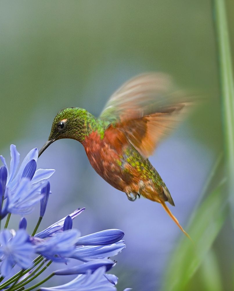Chestnut Breasted Coronet Hummingbirds art print by Tim Fitzharris for $57.95 CAD