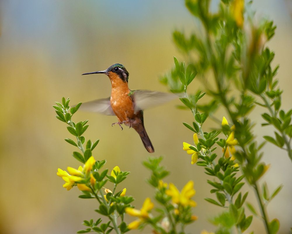 Gray Tailed Mountain-Gem Hummingbird art print by Tim Fitzharris for $57.95 CAD