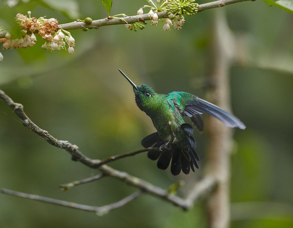 Green-Crowned Brillinat Hummingbird art print by Tim Fitzharris for $57.95 CAD