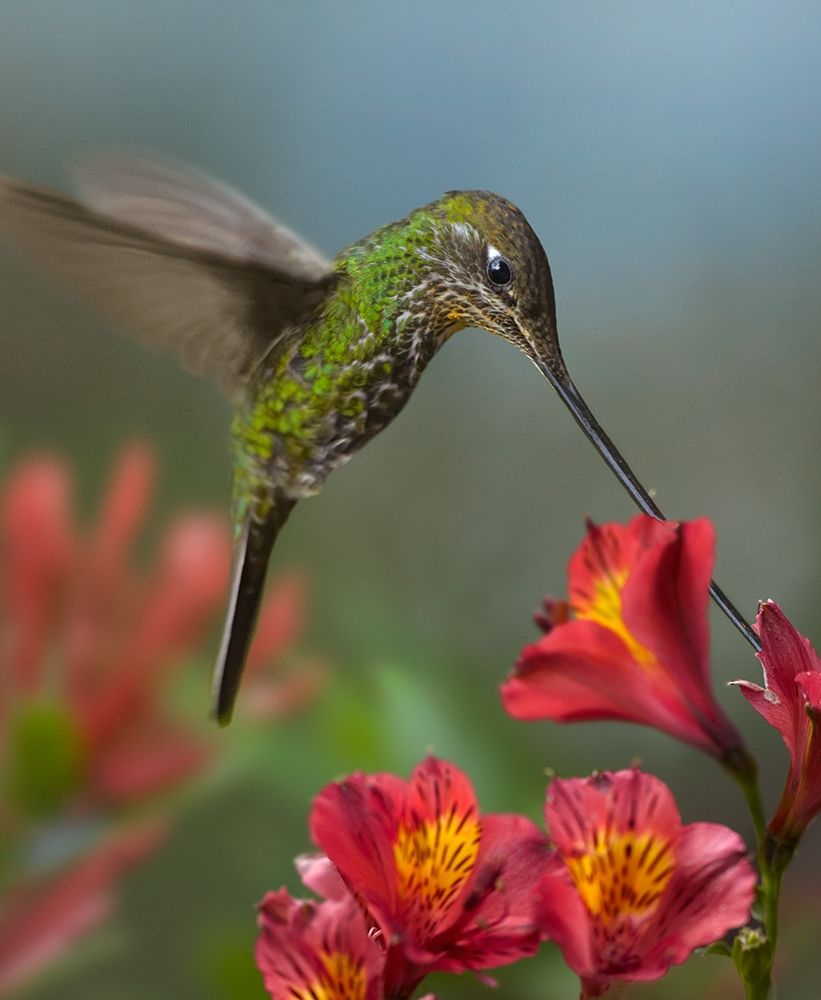 Sword-Billed Hummingbird art print by Tim Fitzharris for $57.95 CAD