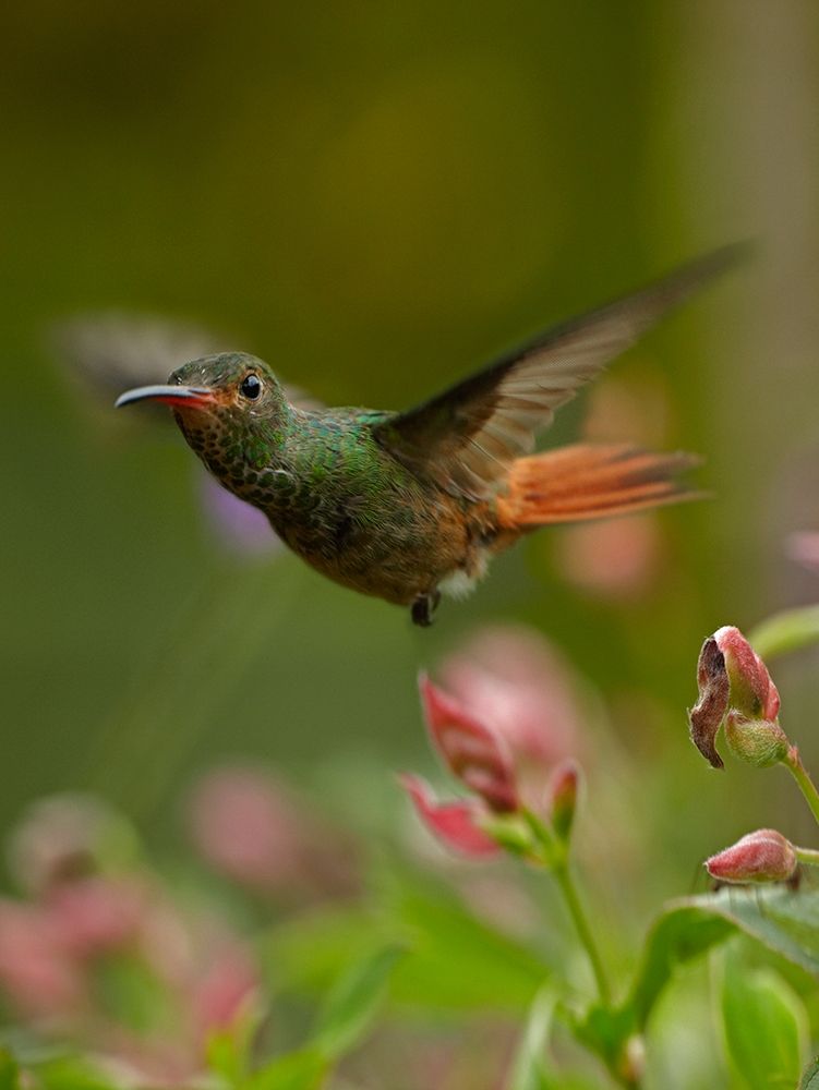 Rufous Tailed Hummingbird art print by Tim Fitzharris for $57.95 CAD