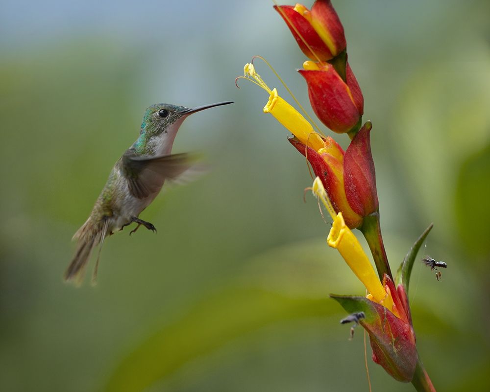 Andean Emerald Humming Bird art print by Tim Fitzharris for $57.95 CAD
