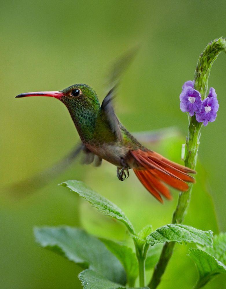 Rufous Tailed Hummingbird art print by Tim Fitzharris for $57.95 CAD