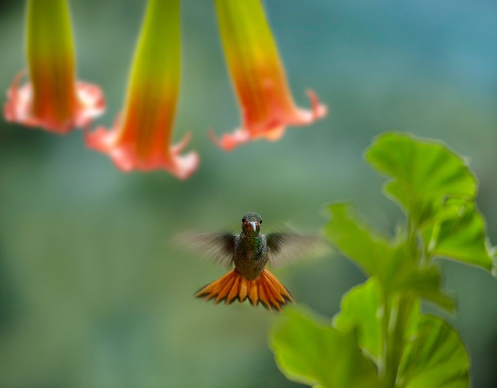 Rufous Tailed Hummingbird art print by Tim Fitzharris for $57.95 CAD