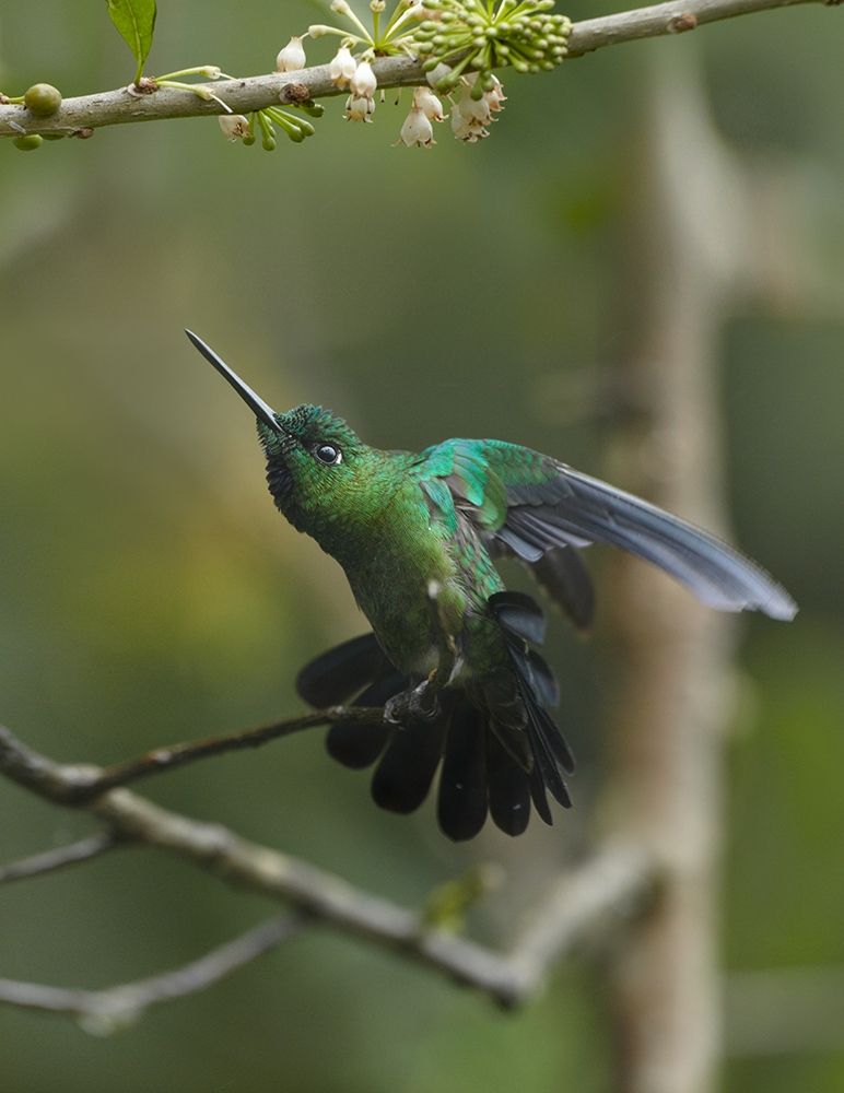 Green Crowned Brilliant Hummingbird art print by Tim Fitzharris for $57.95 CAD