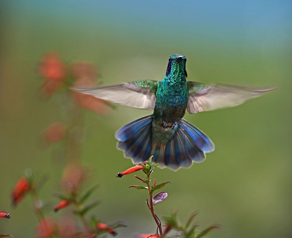 Green Violet-Ear Hummingbird art print by Tim Fitzharris for $57.95 CAD