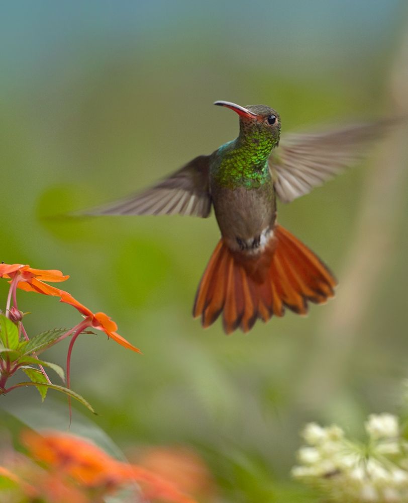 Rufous Tailed Hummingbird art print by Tim Fitzharris for $57.95 CAD