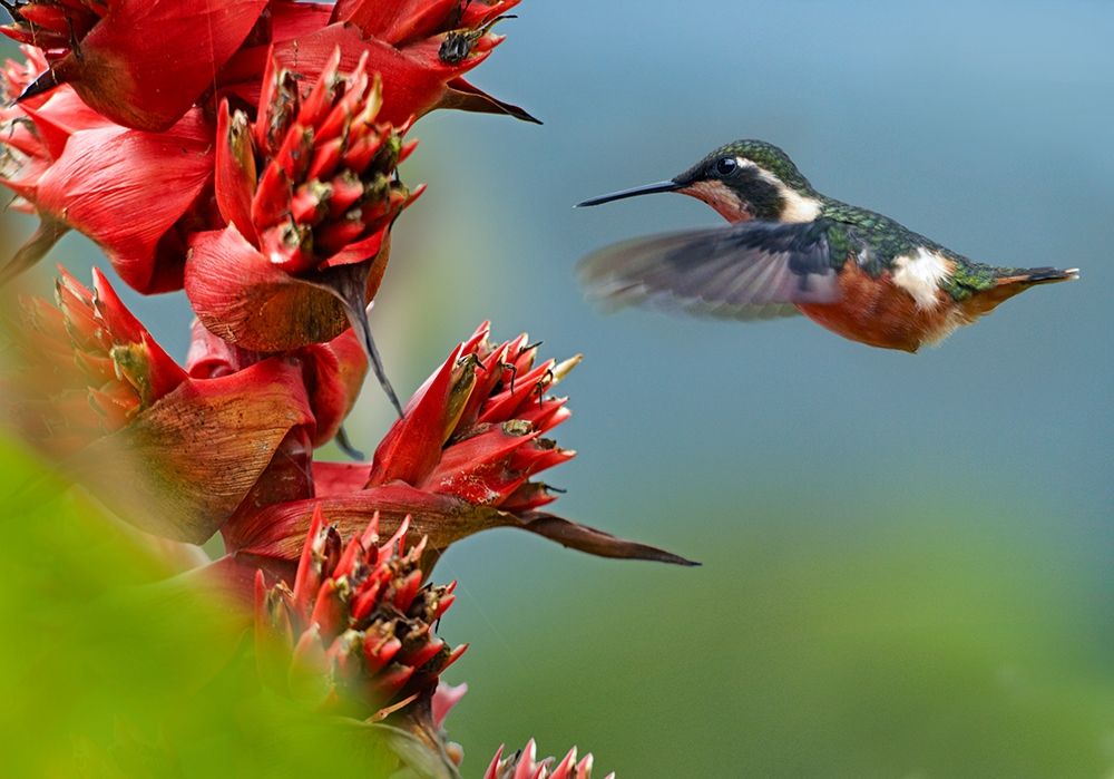 Purple Throated Woodstar Hummingbird art print by Tim Fitzharris for $57.95 CAD