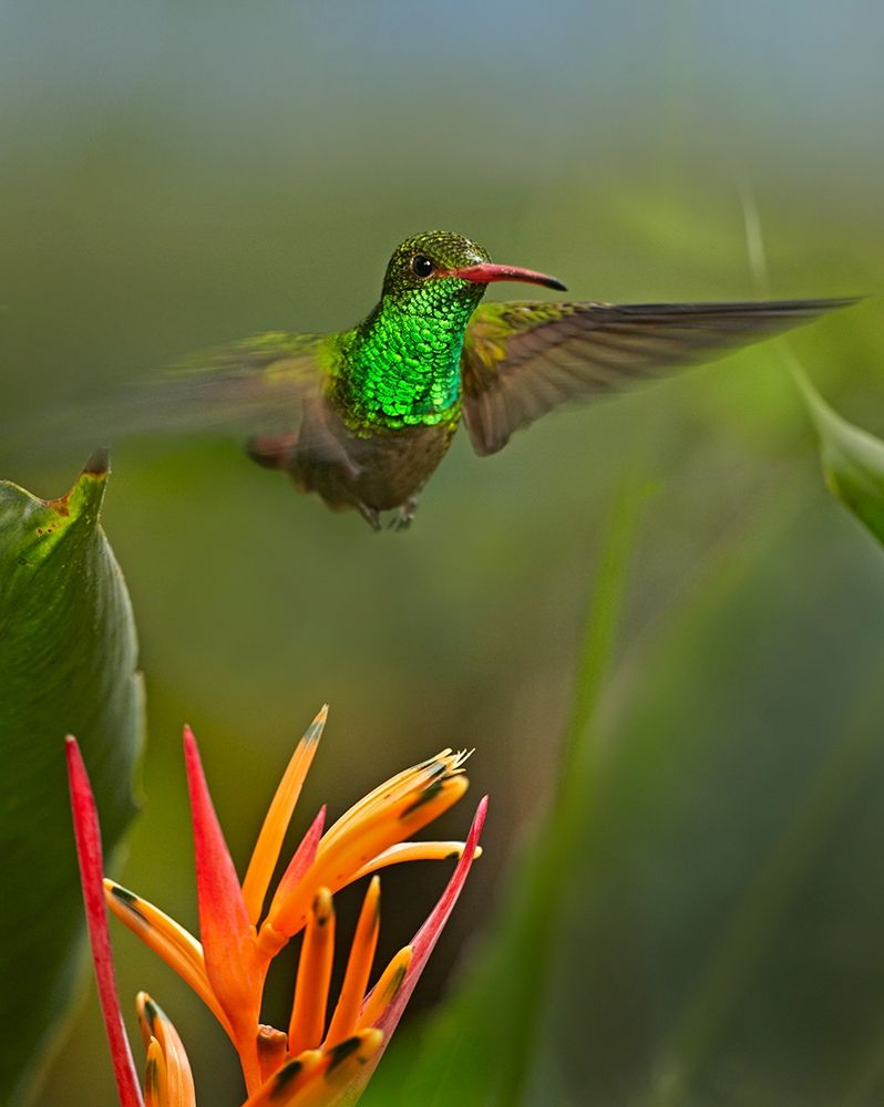 Rufous Tailed Hummingbird art print by Tim Fitzharris for $57.95 CAD