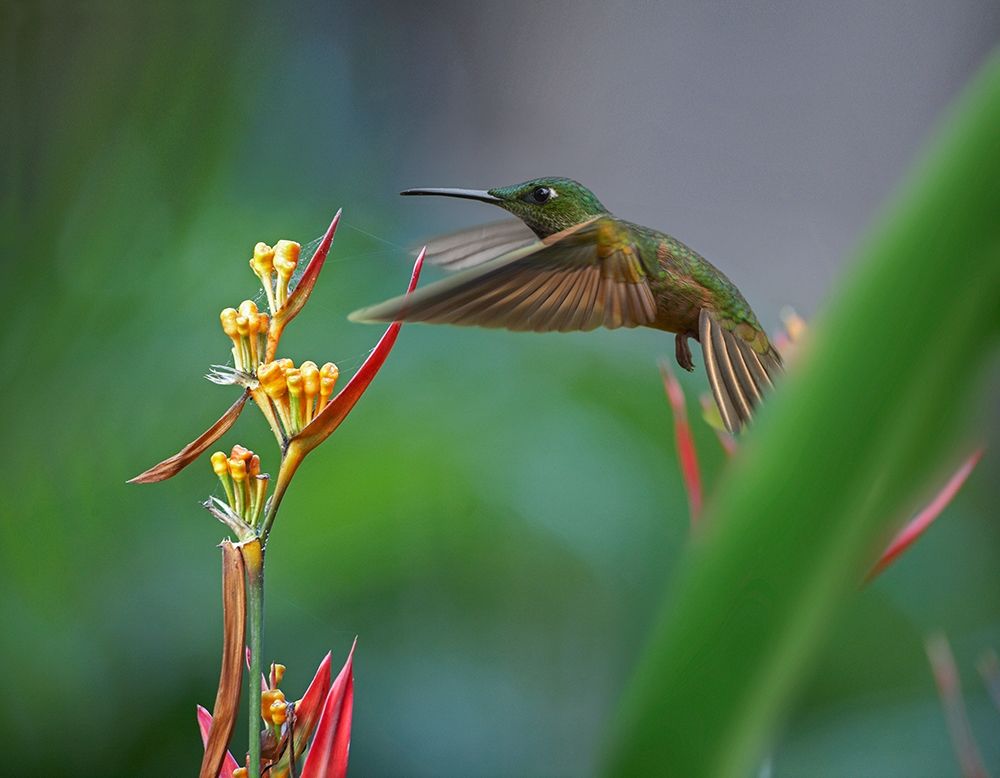Fawn Breasted Brilliant Hummingbird art print by Tim Fitzharris for $57.95 CAD
