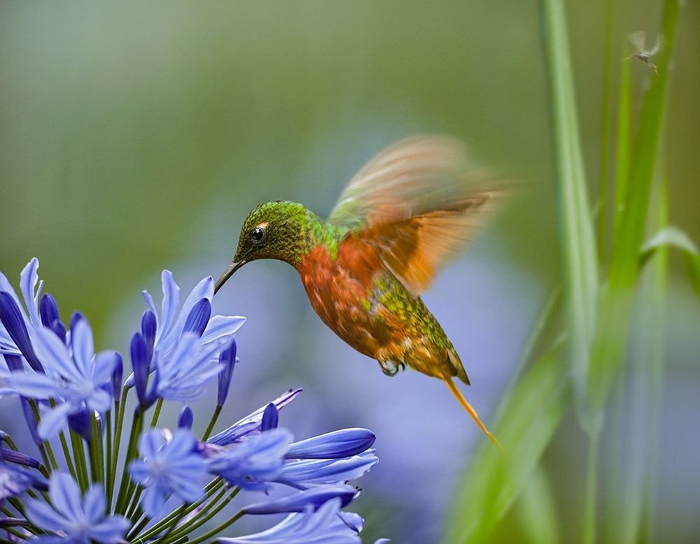 Chestnut Breasted Coronet Hummingbird art print by Tim Fitzharris for $57.95 CAD