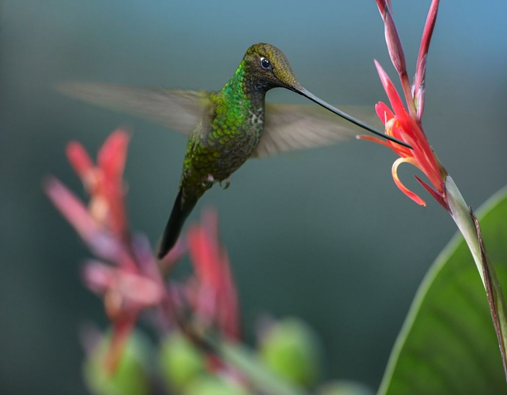 Sword Billed Hummingbird art print by Tim Fitzharris for $57.95 CAD