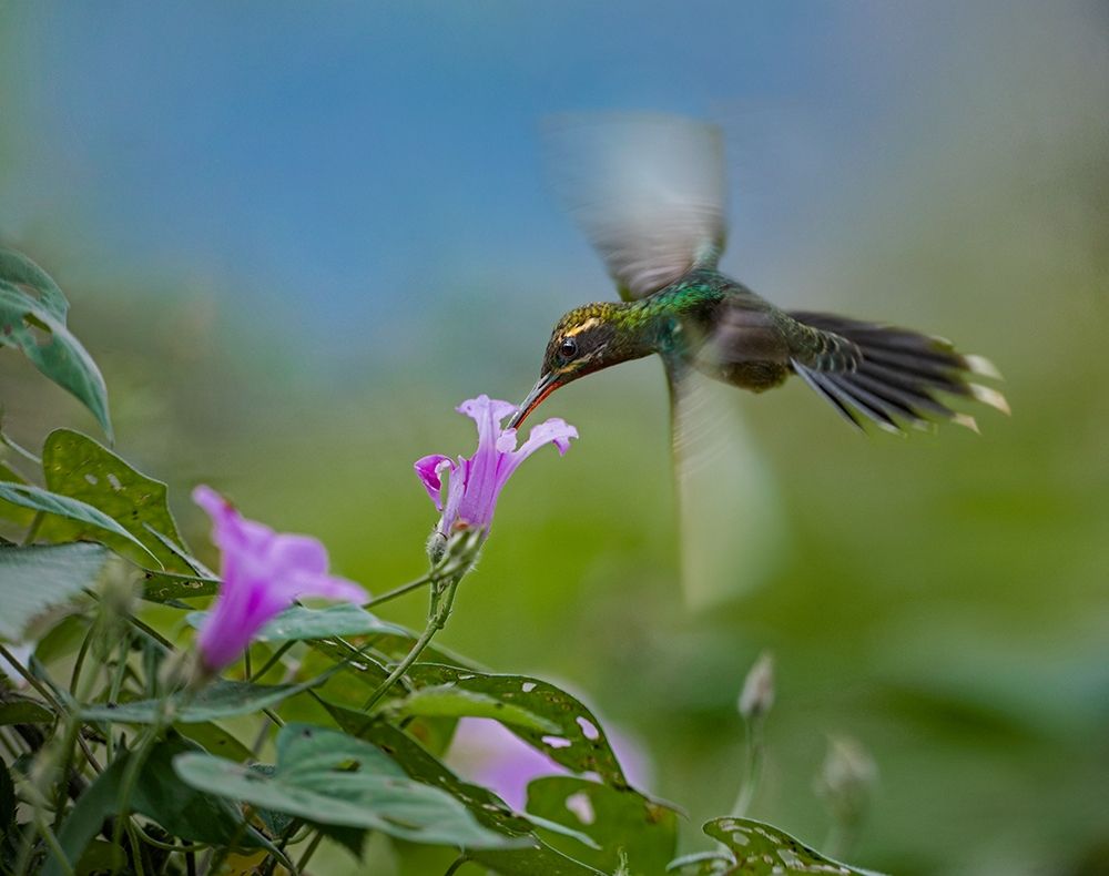 Green Hermit Hummingbird art print by Tim Fitzharris for $57.95 CAD