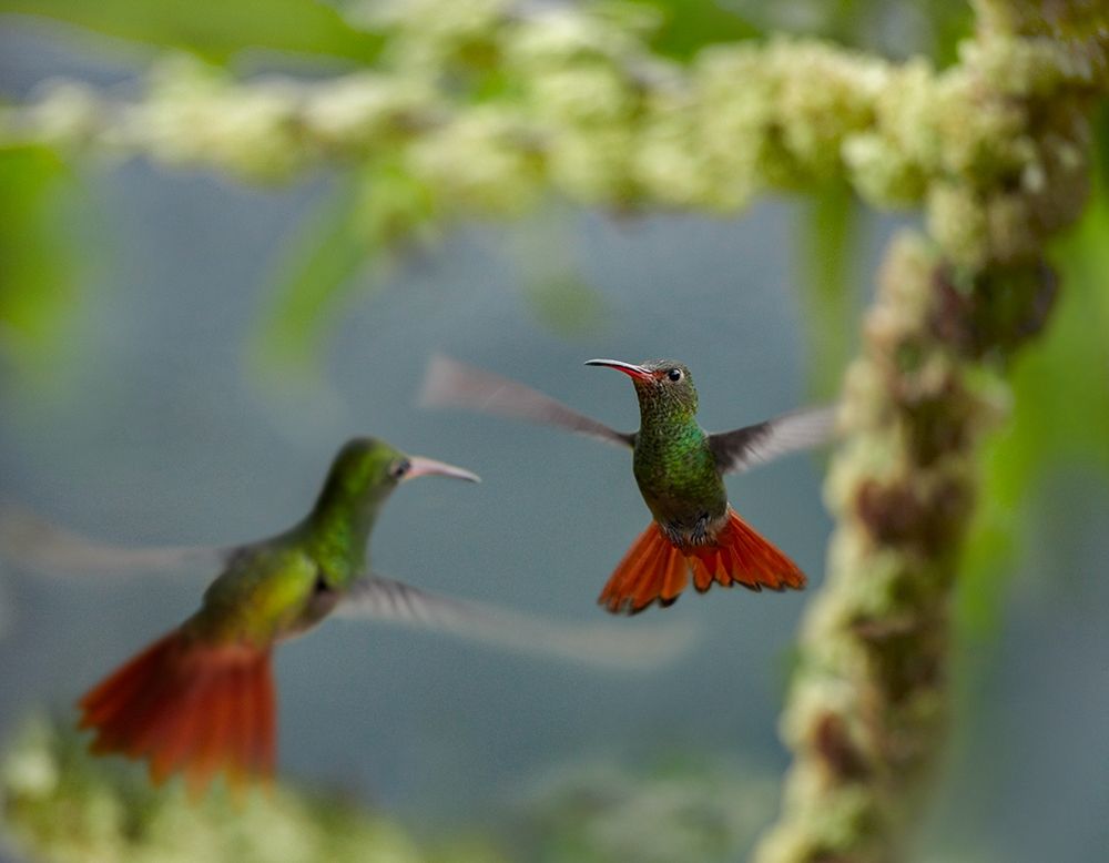 Rufous Tailed Hummingbirds art print by Tim Fitzharris for $57.95 CAD