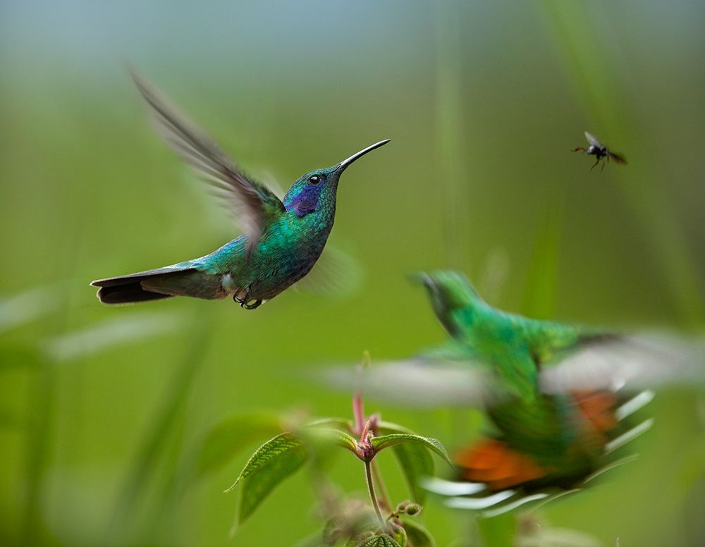 Green Violet-Ear Hummingbird and Green-Breasted Mango Hummingbirds art print by Tim Fitzharris for $57.95 CAD