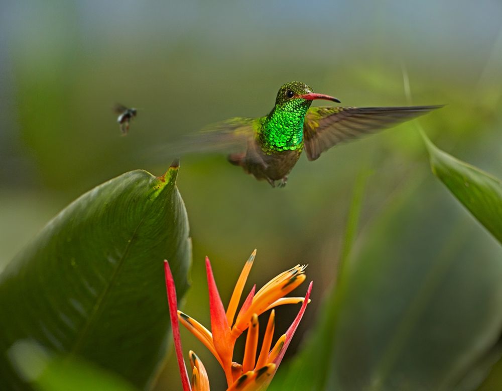 Rufous Tailed Hummingbird with Wasp art print by Tim Fitzharris for $57.95 CAD