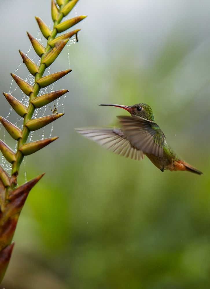 Rufous Tailed Hummingbirds art print by Tim Fitzharris for $57.95 CAD