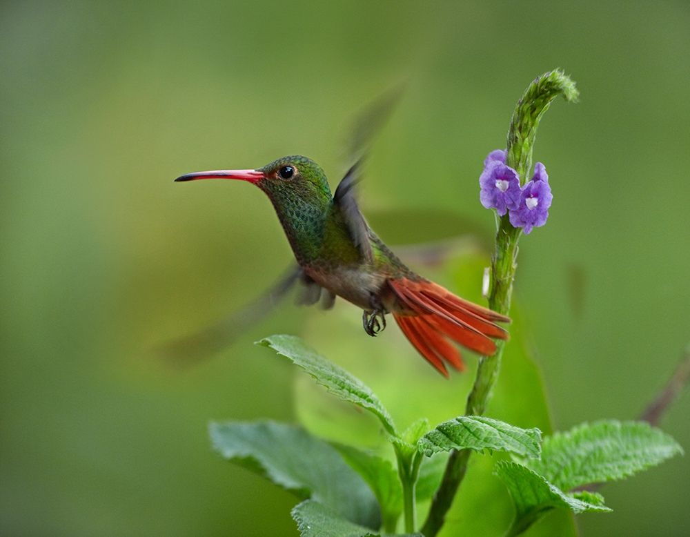 Rufous Tailed Hummingbirds art print by Tim Fitzharris for $57.95 CAD