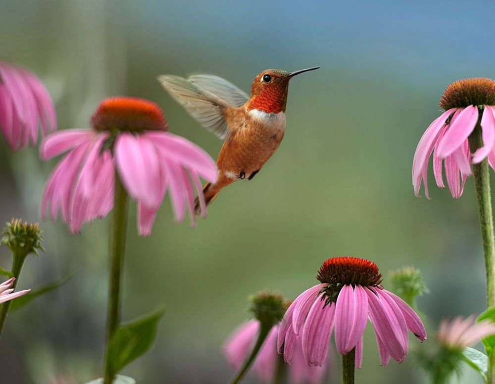 Rufous Hummingbird among purple Cornflowers art print by Tim Fitzharris for $57.95 CAD