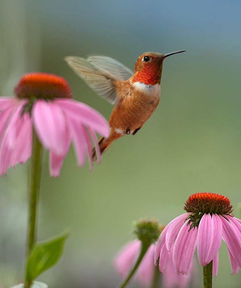 Rufous Hummingbird at Purple Coneflowers art print by Tim Fitzharris for $57.95 CAD
