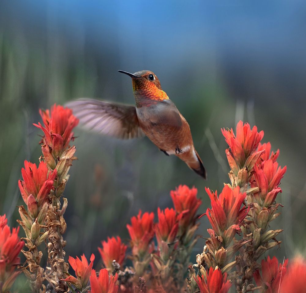 Rufous Hummingbird at Indian Paintbrushes art print by Tim Fitzharris for $57.95 CAD