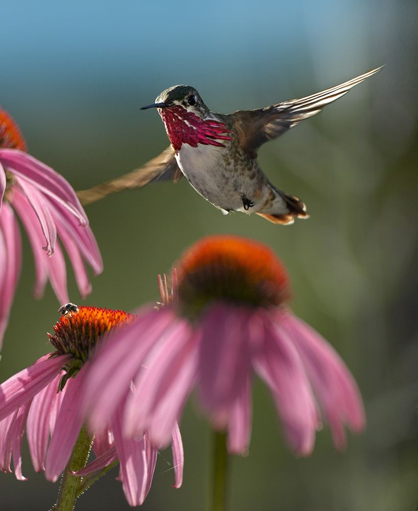 Calliope Hummingbird at Purple Coneflowers art print by Tim Fitzharris for $57.95 CAD