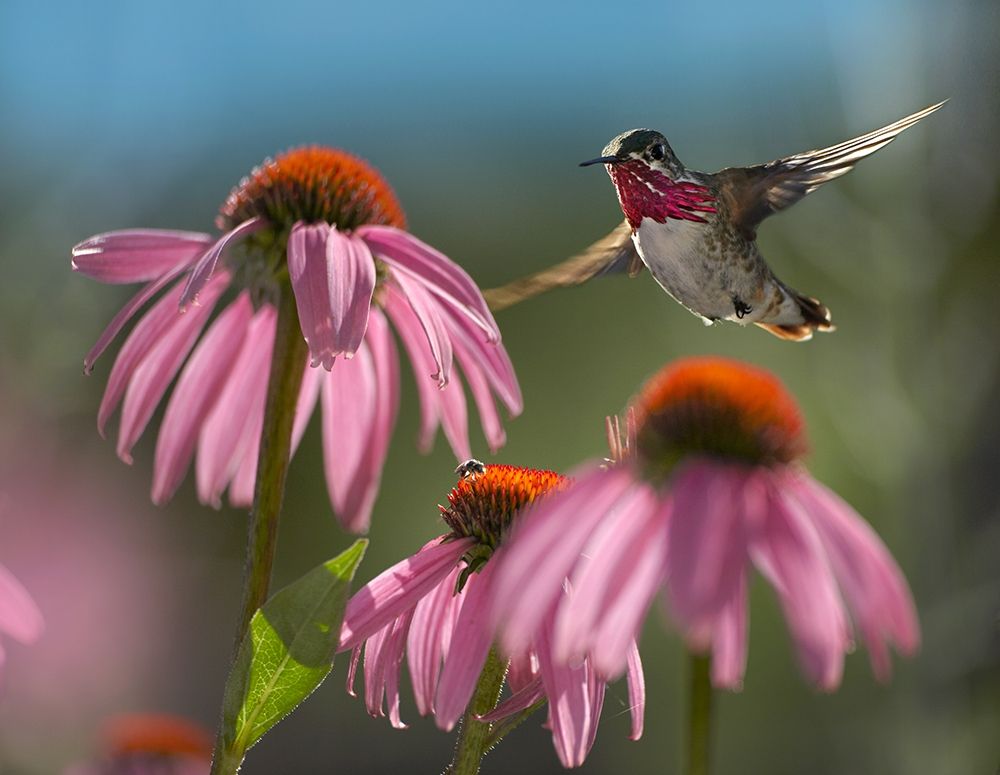 Calliope Hummingbird at Purple Coneflowers art print by Tim Fitzharris for $57.95 CAD