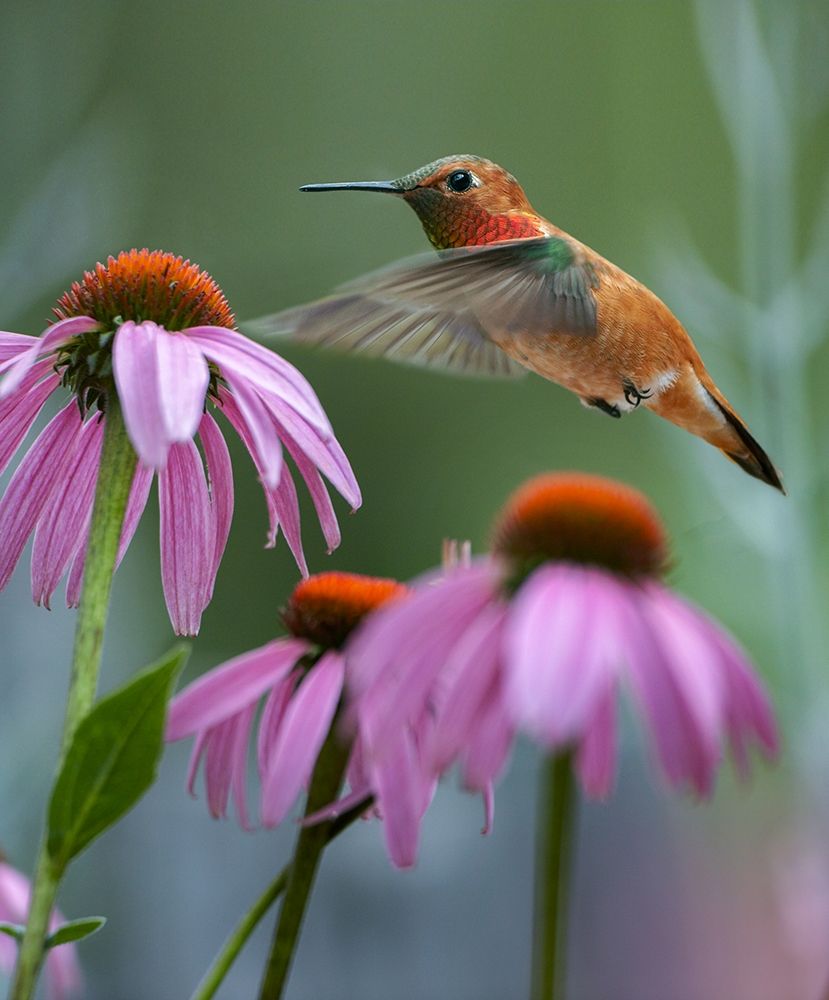 Rufous Hummingbird among purple Cornflowers art print by Tim Fitzharris for $57.95 CAD