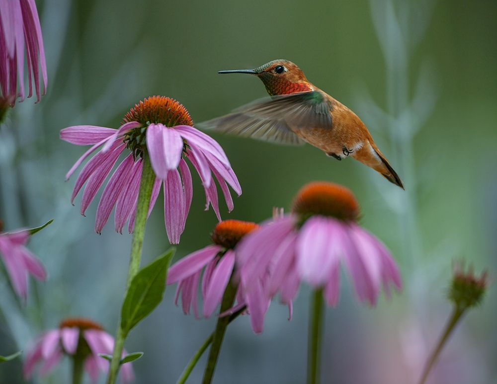 Rufous Hummingbird among Purple Coneflowers art print by Tim Fitzharris for $57.95 CAD